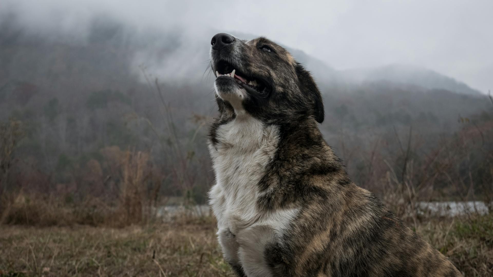 Korthårig brindelhund på gräsfält i fokus Foto