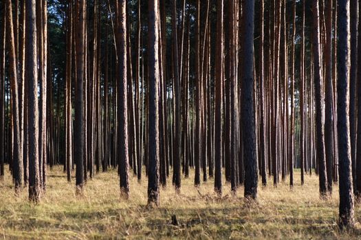Tranquil pine forest with tall slender trees and grass covering the forest floor in bright daylight.