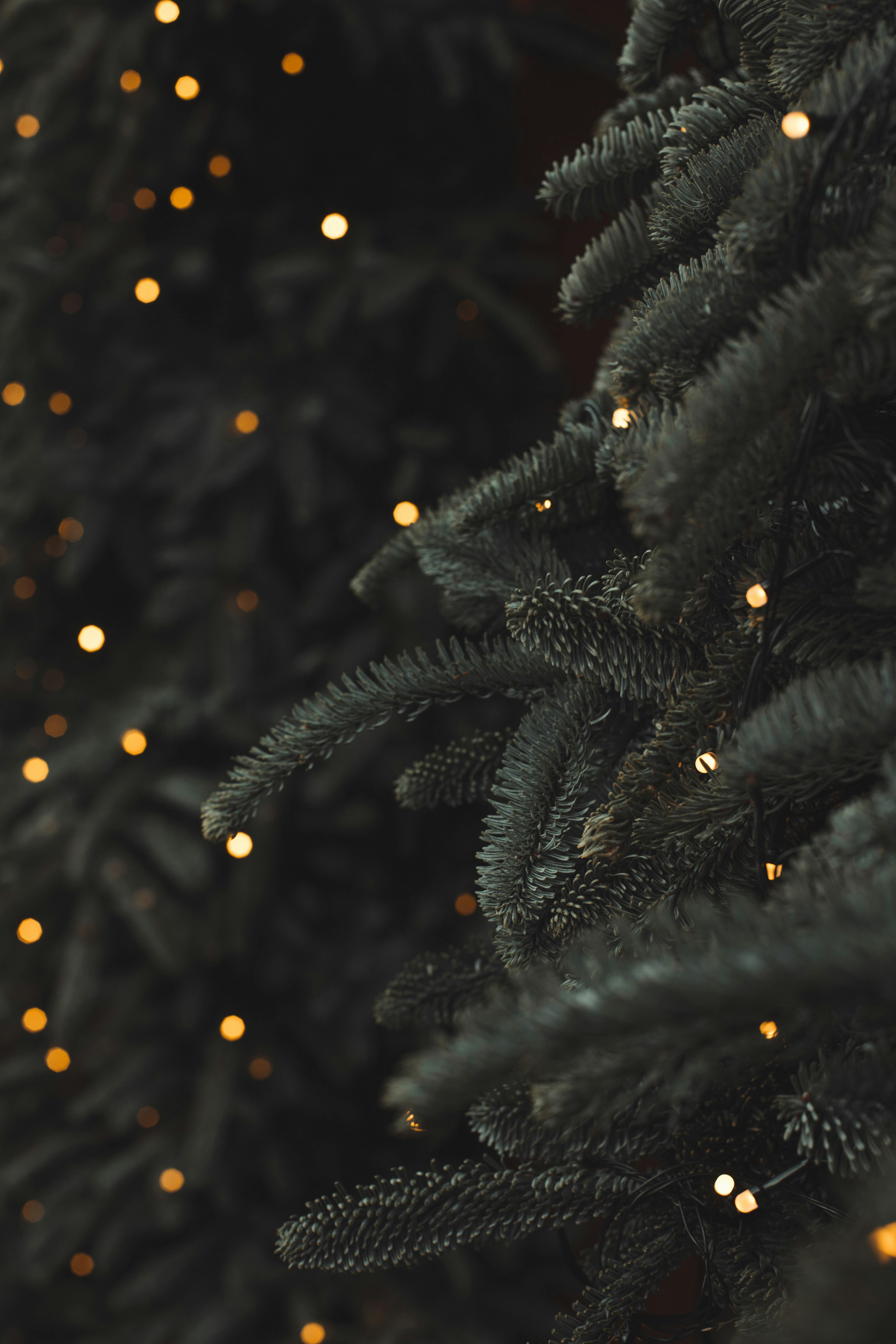 Close-up of a Christmas tree adorned with twinkling holiday lights, capturing the festive spirit.