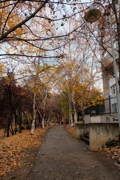 Free Beautiful autumn pathway with fallen leaves and bare trees under soft daylight in a city park. Stock Photo