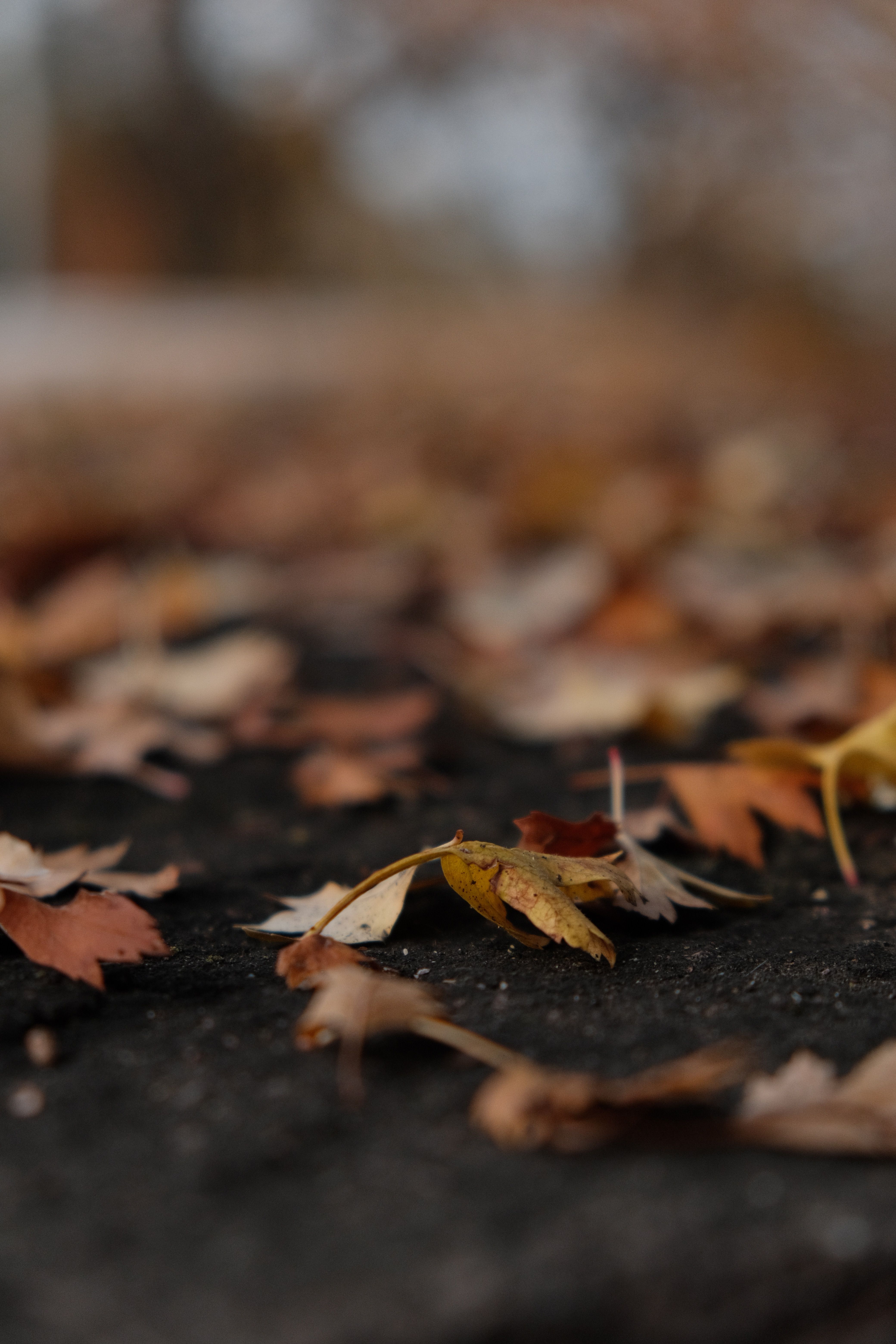 Close-up of Fallen Autumn Leaves on Pavement · Free Stock Photo