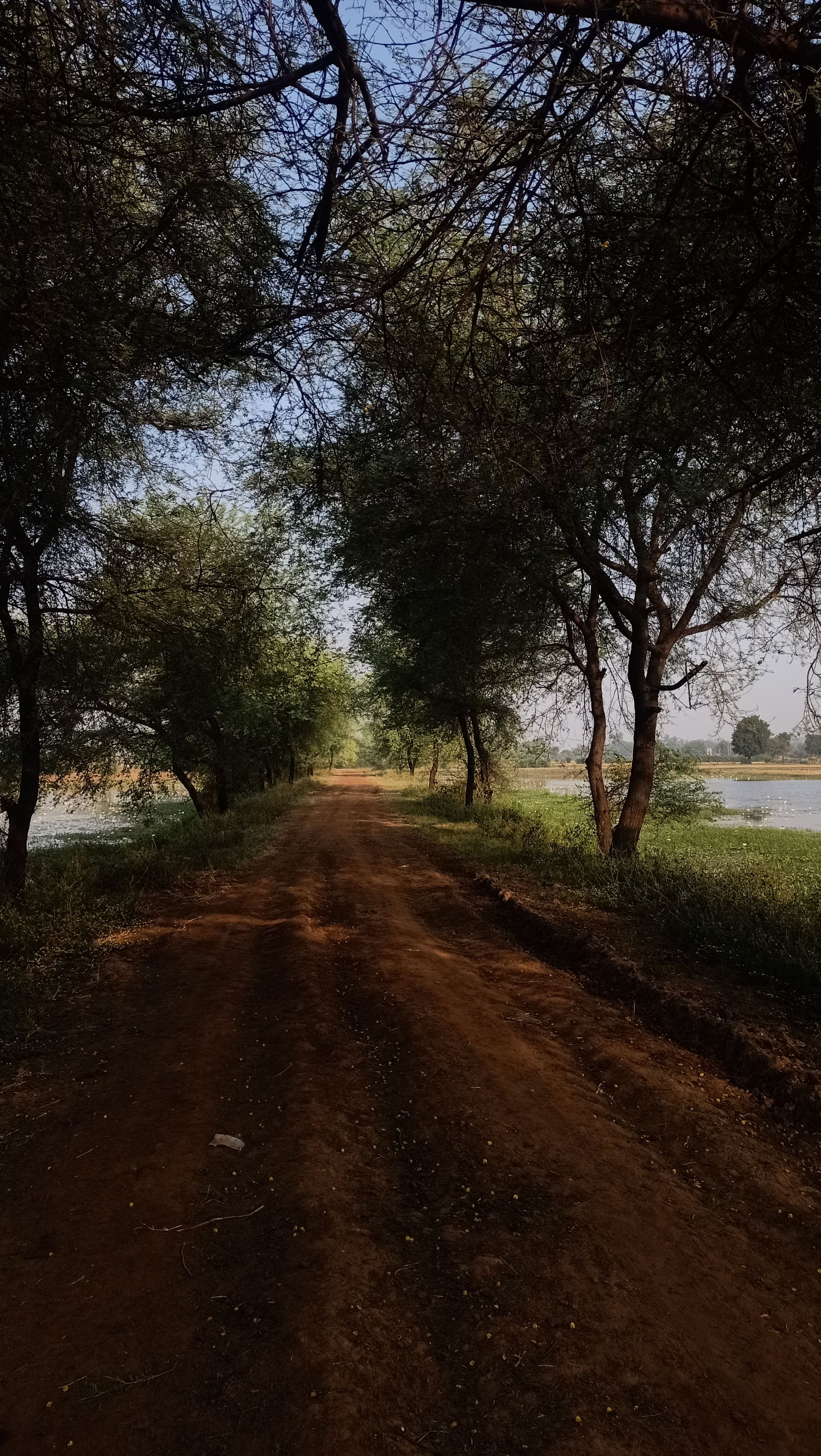 Tranquil dirt road through a lush forest by the water, perfect for peaceful walks.