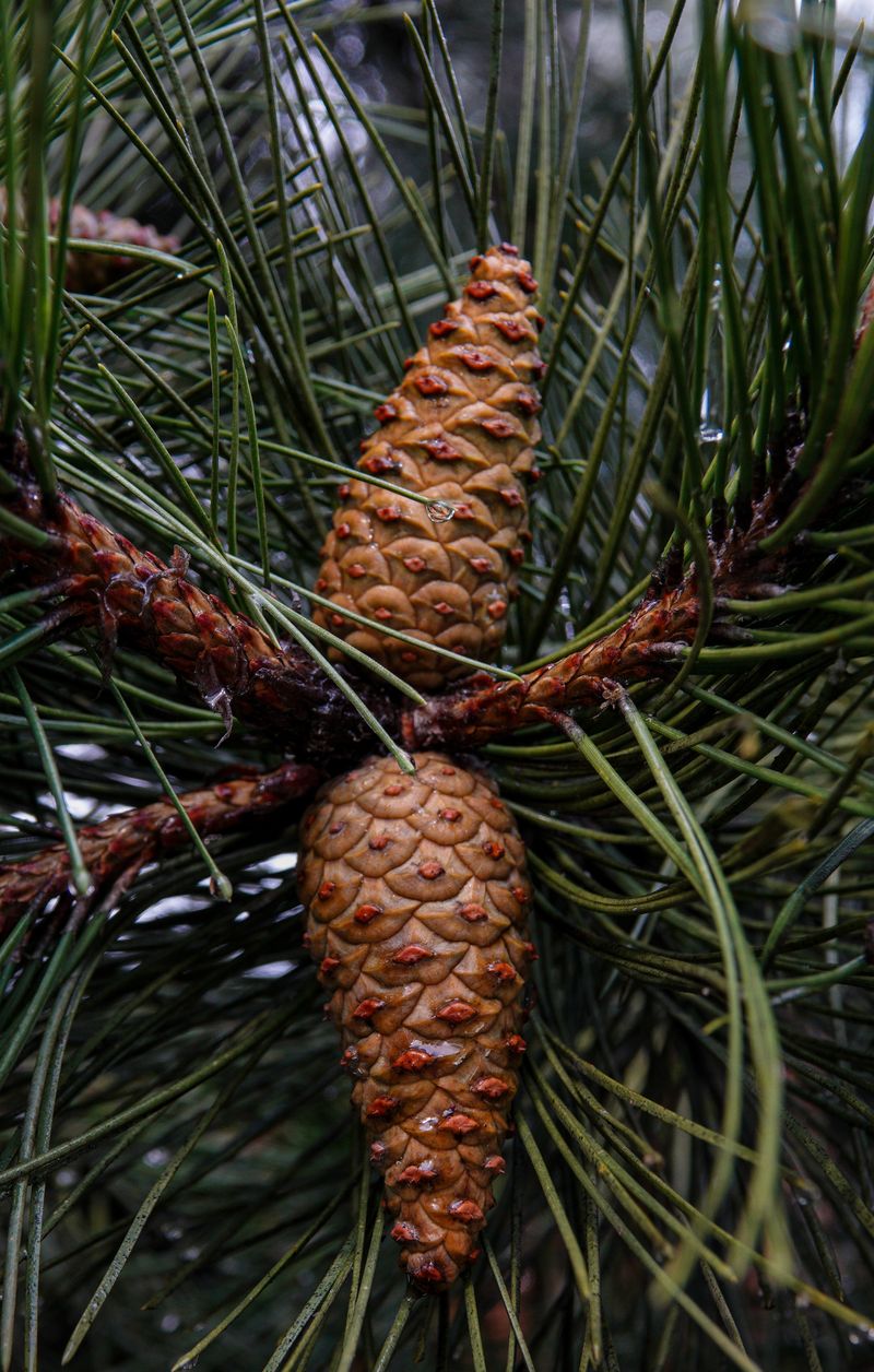 Detailed image of pine cones nestled among green needles on an evergreen tree