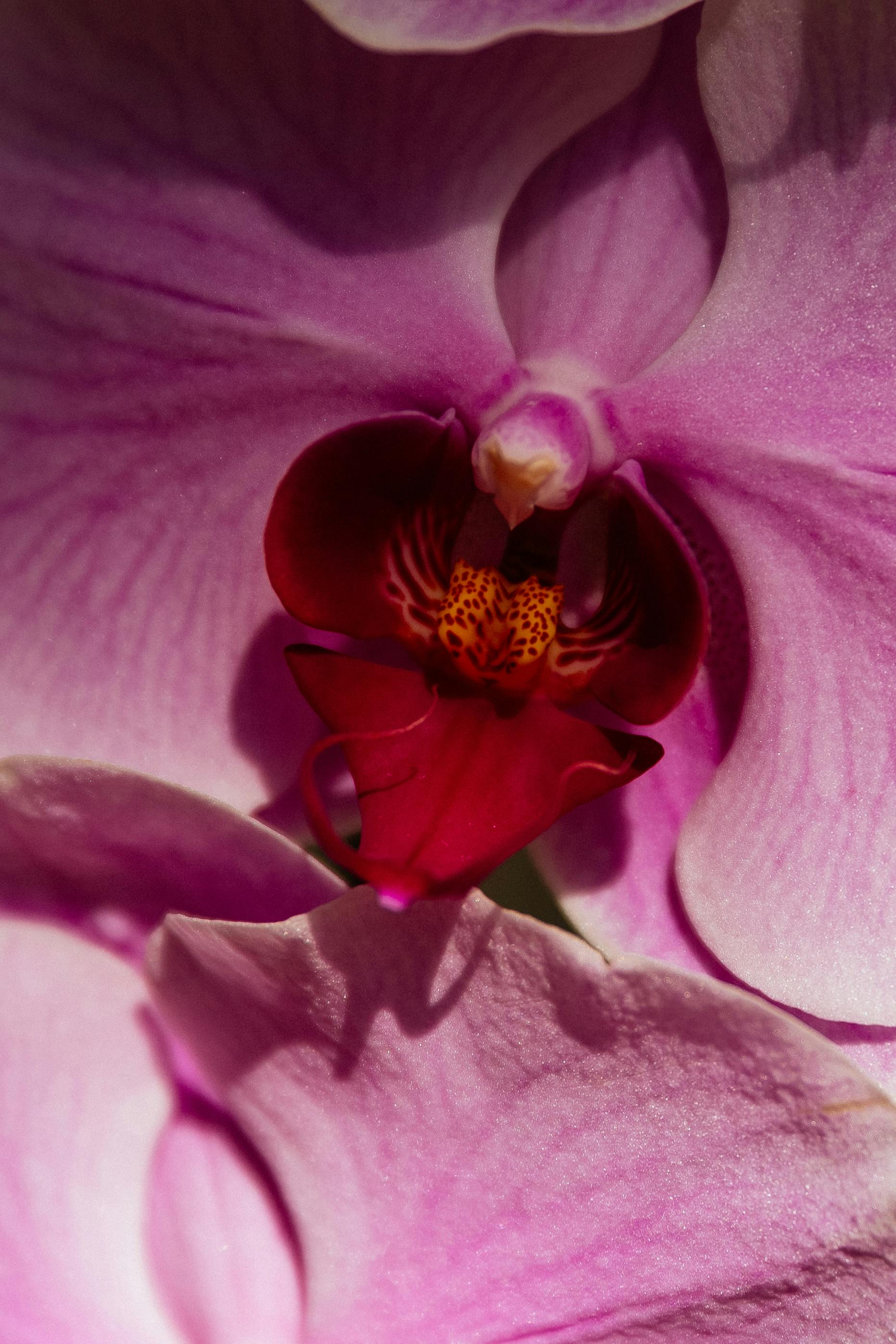 Beautiful close-up view of a vibrant pink orchid, highlighting its intricate details and vivid colors.