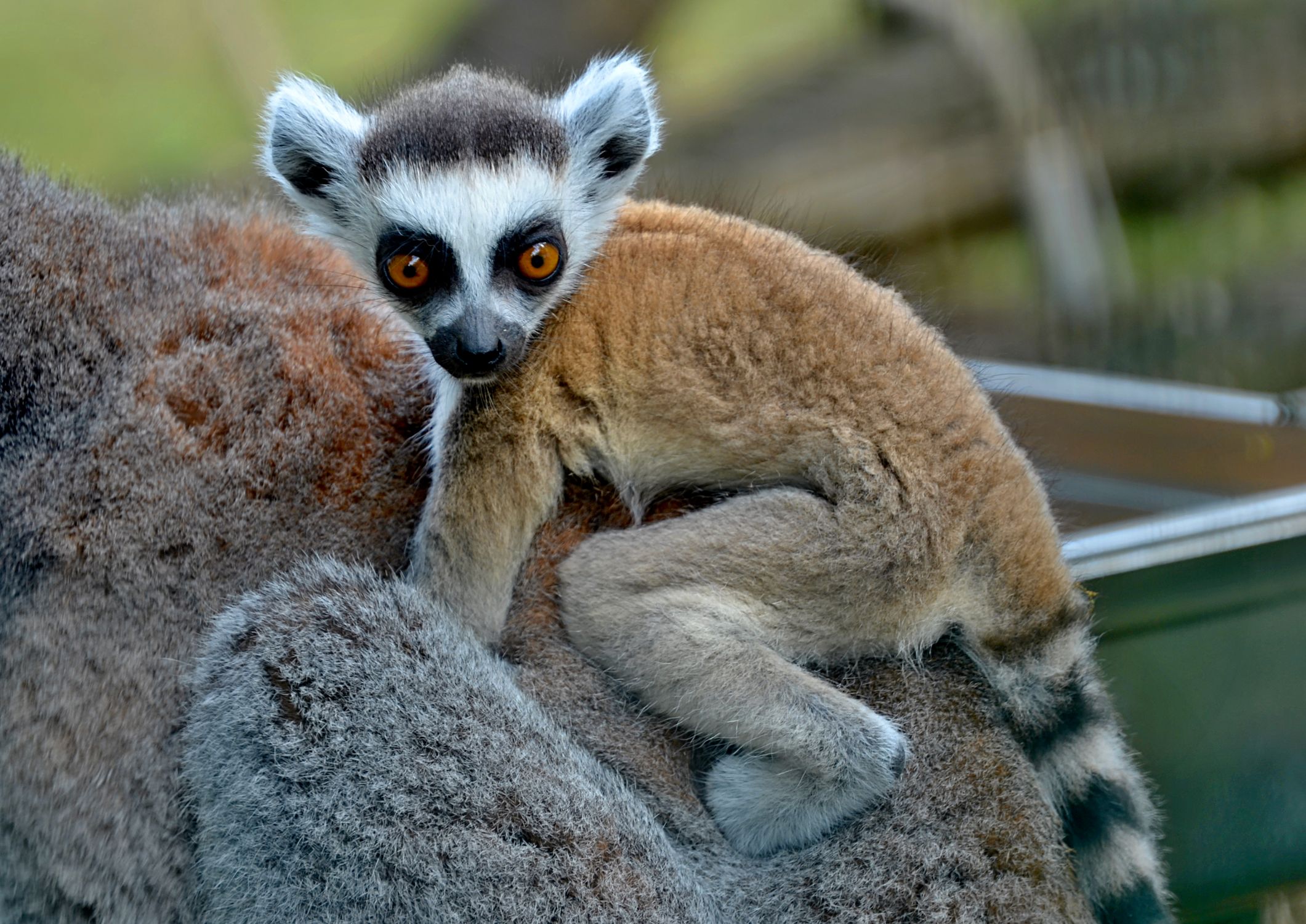 Baby Rind Adorable Ring-tailed Lemur Baby on Mother's Back · Free Stock Photo