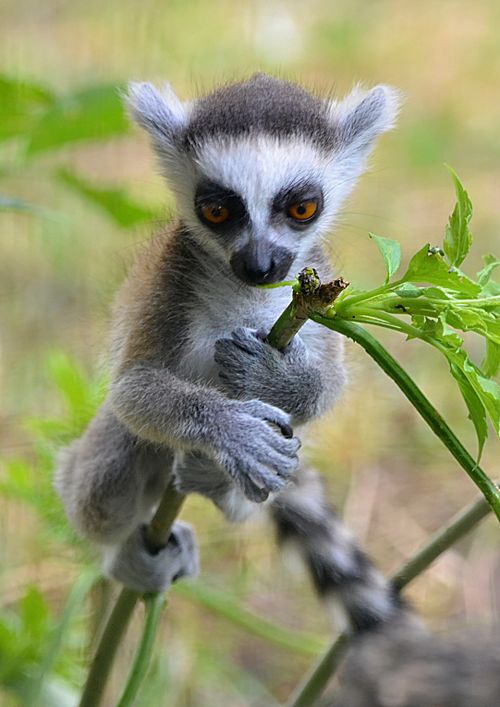 Free Captivating photo of a baby lemur clinging to a branch in a lush environment. Stock Photo