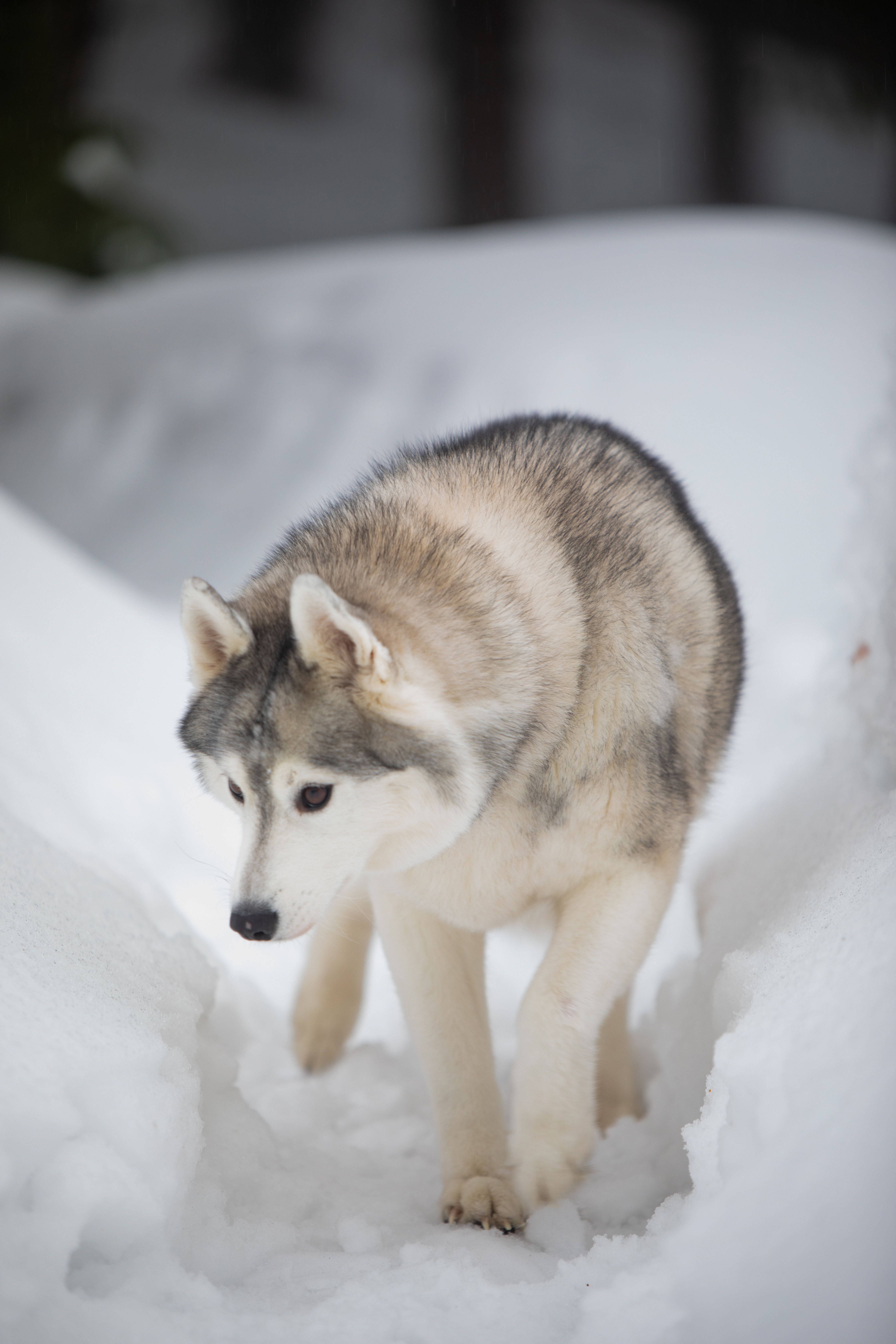 Siberian Husky Walking in Snowy Landscape · Free Stock Photo