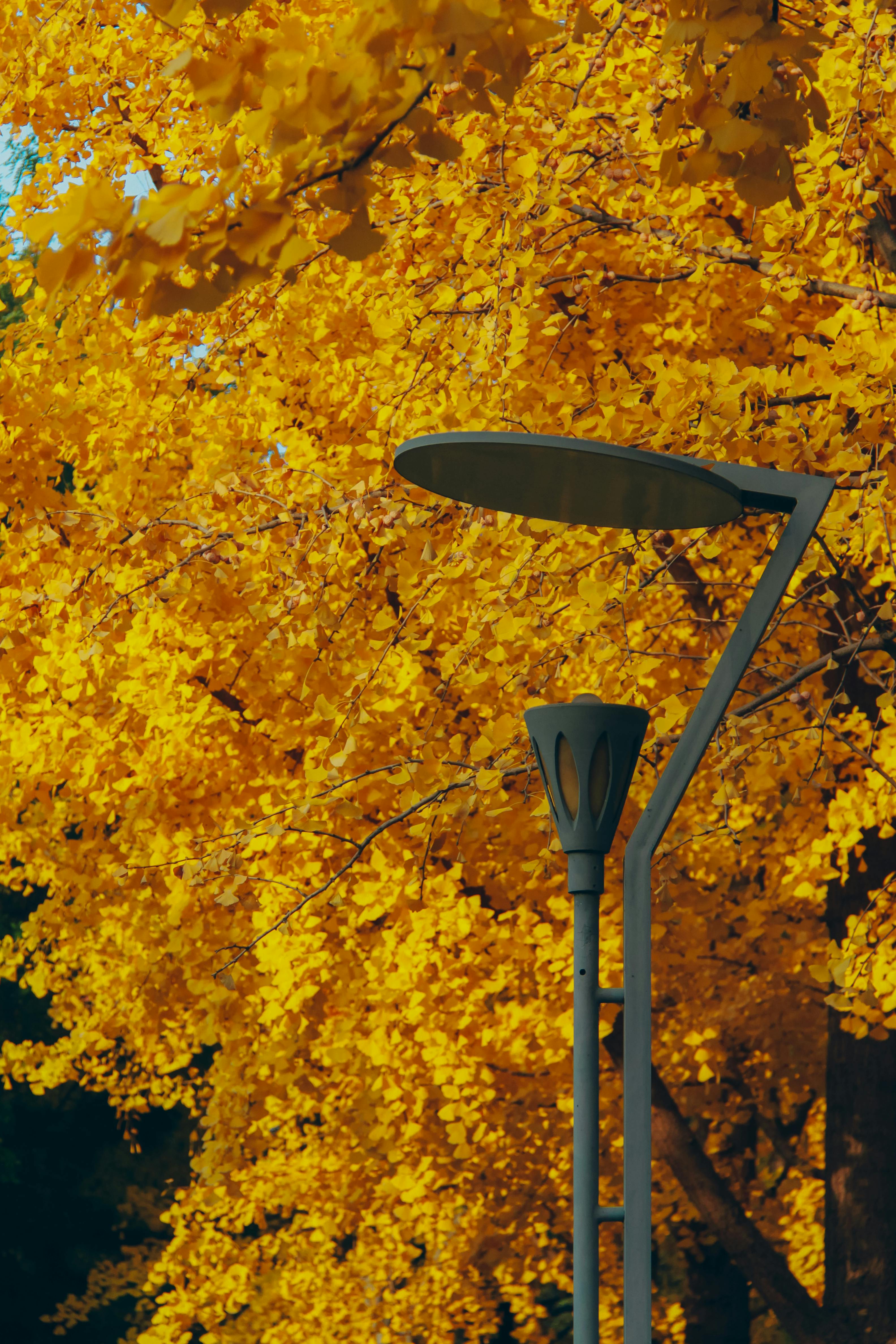 A modern street lamp amidst vivid yellow autumn foliage, creating a serene outdoor ambience.