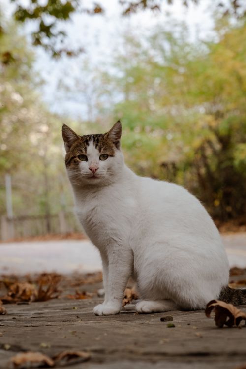 Free A white and tabby cat sitting on a path surrounded by autumn foliage in a peaceful park. Stock Photo