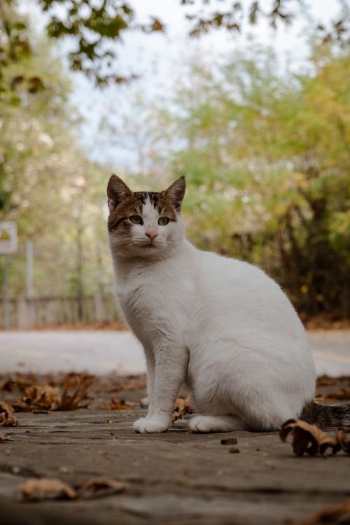 Free A domestic cat sitting outdoors on a leaf-covered path surrounded by autumn foliage. Stock Photo