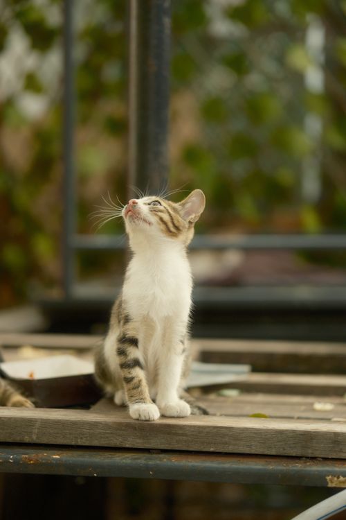 Free A curious kitten gazes upward while sitting on a wooden table outside. Stock Photo