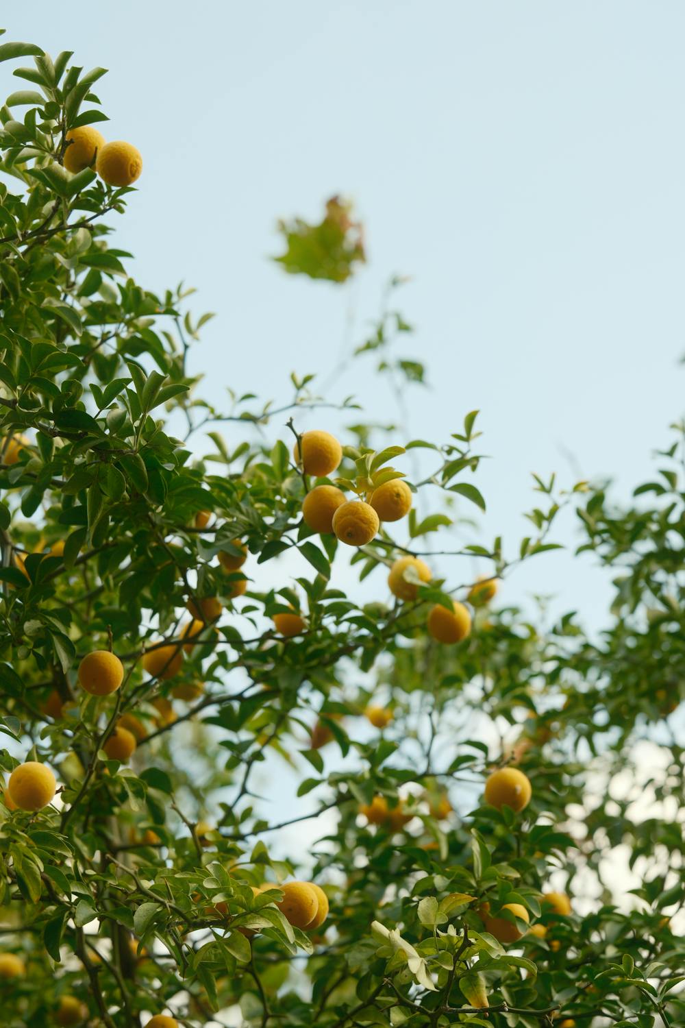 Sunshine Citrus Spritzer