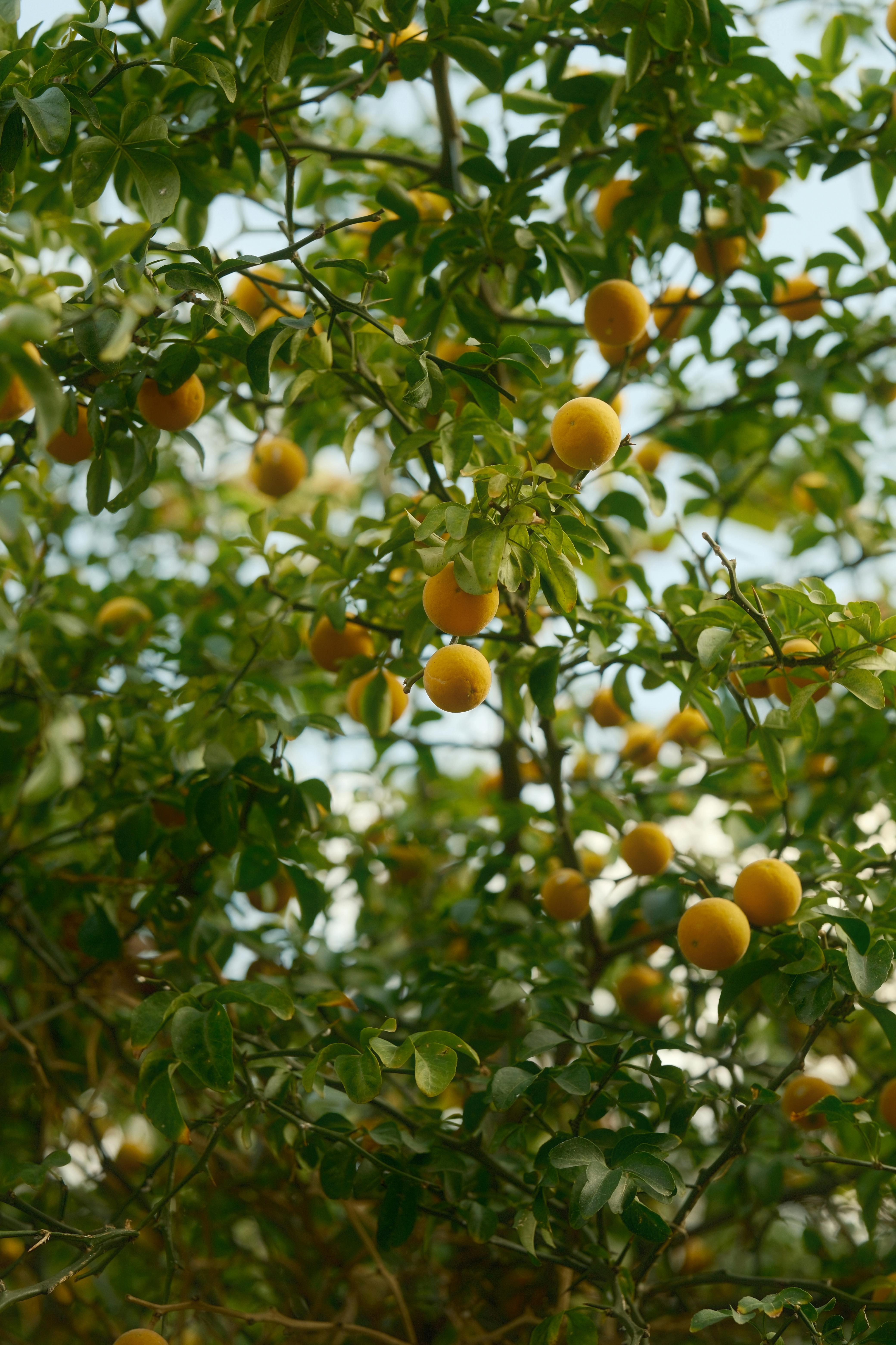 lush orange tree with ripe fruits in summer