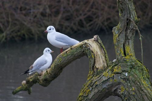 Free Black-headed gulls perched on a moss-covered branch in Slimbridge, England. Stock Photo
