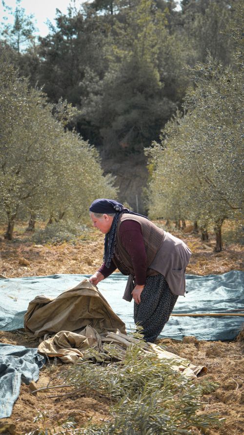 Free A woman collects olives with a cloth in a rural orchard. Stock Photo