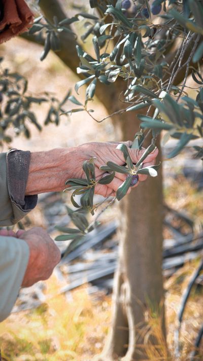Olive raccolte a mano