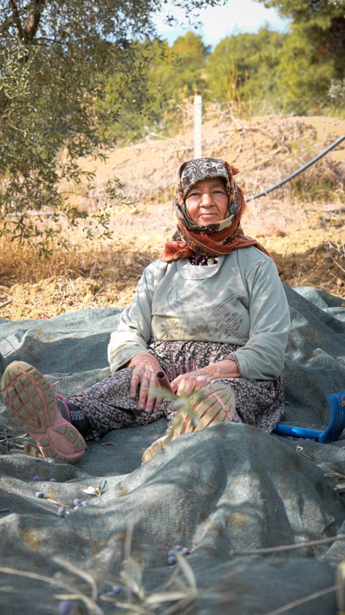 Free A senior woman resting in an olive grove, surrounded by trees and sunlight. Stock Photo