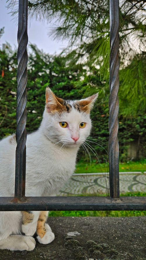 Free A white and brown cat sitting behind an iron fence in a garden setting. Stock Photo