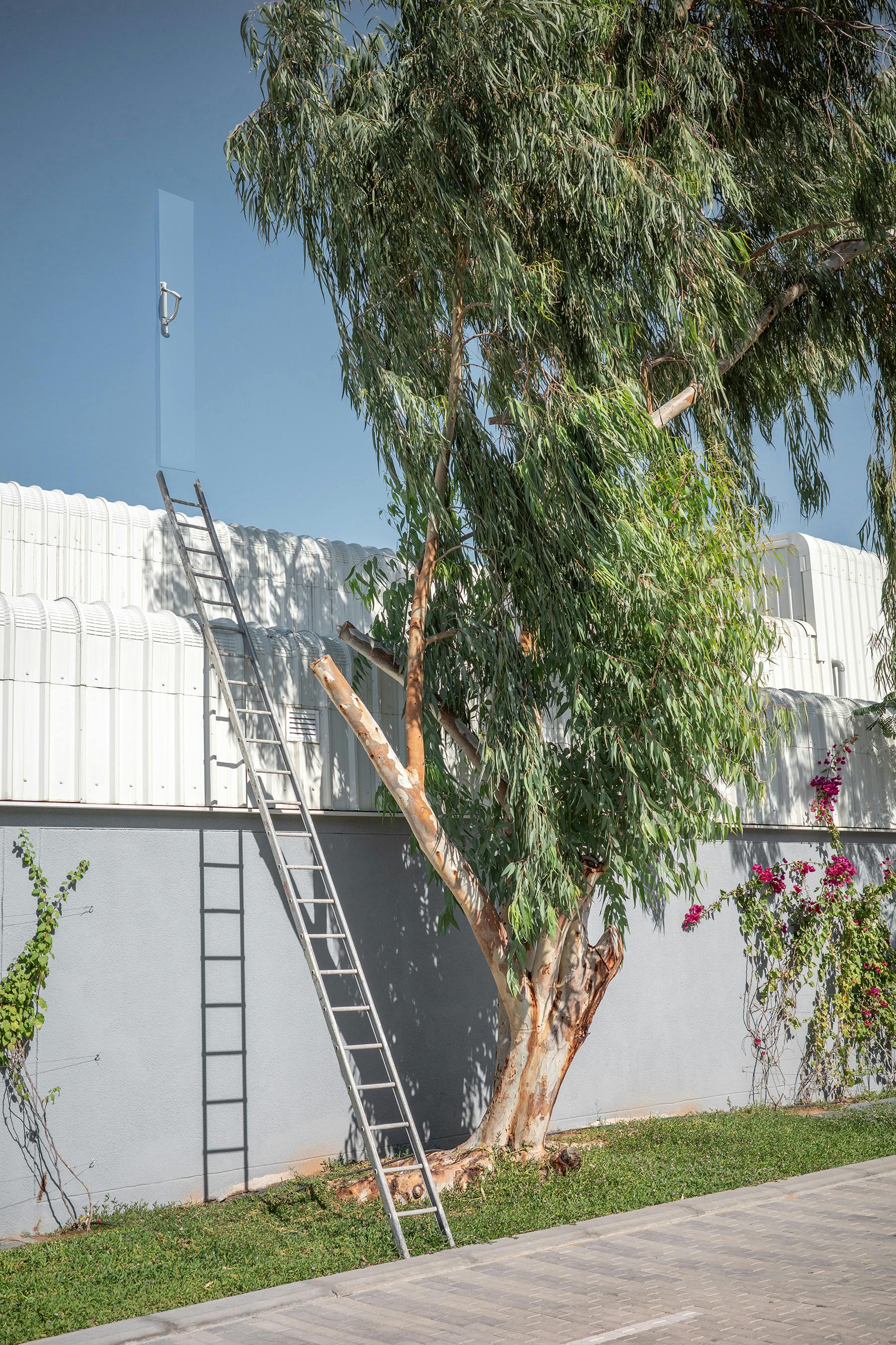 A tall ladder leaning against a wall with a tree and greenery in the background.