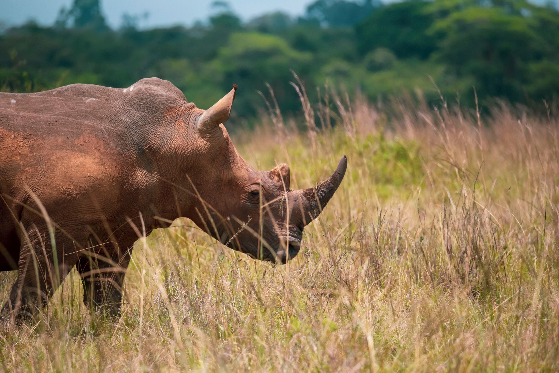 A rhinoceros grazing in an open grassy field surrounded by lush greenery.