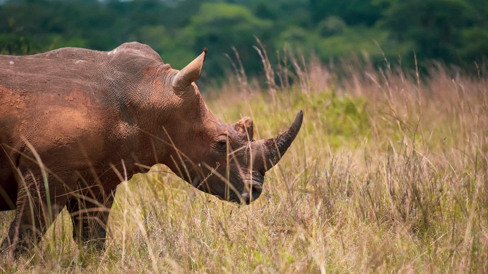 Close up of rhinoceros in natural habitat, DR Congo