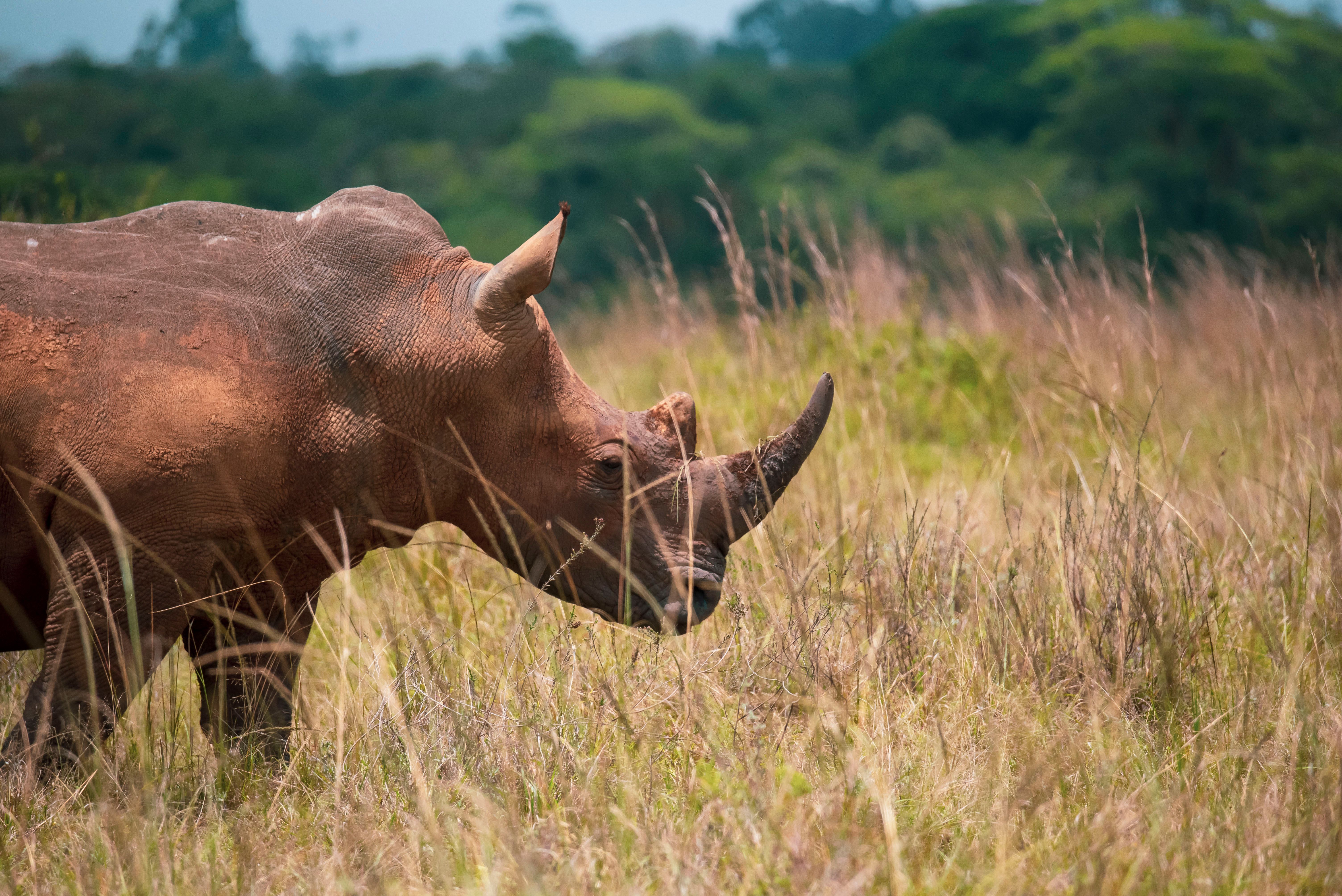 Close-up of Rhinoceros in Natural Habitat · Free Stock Photo