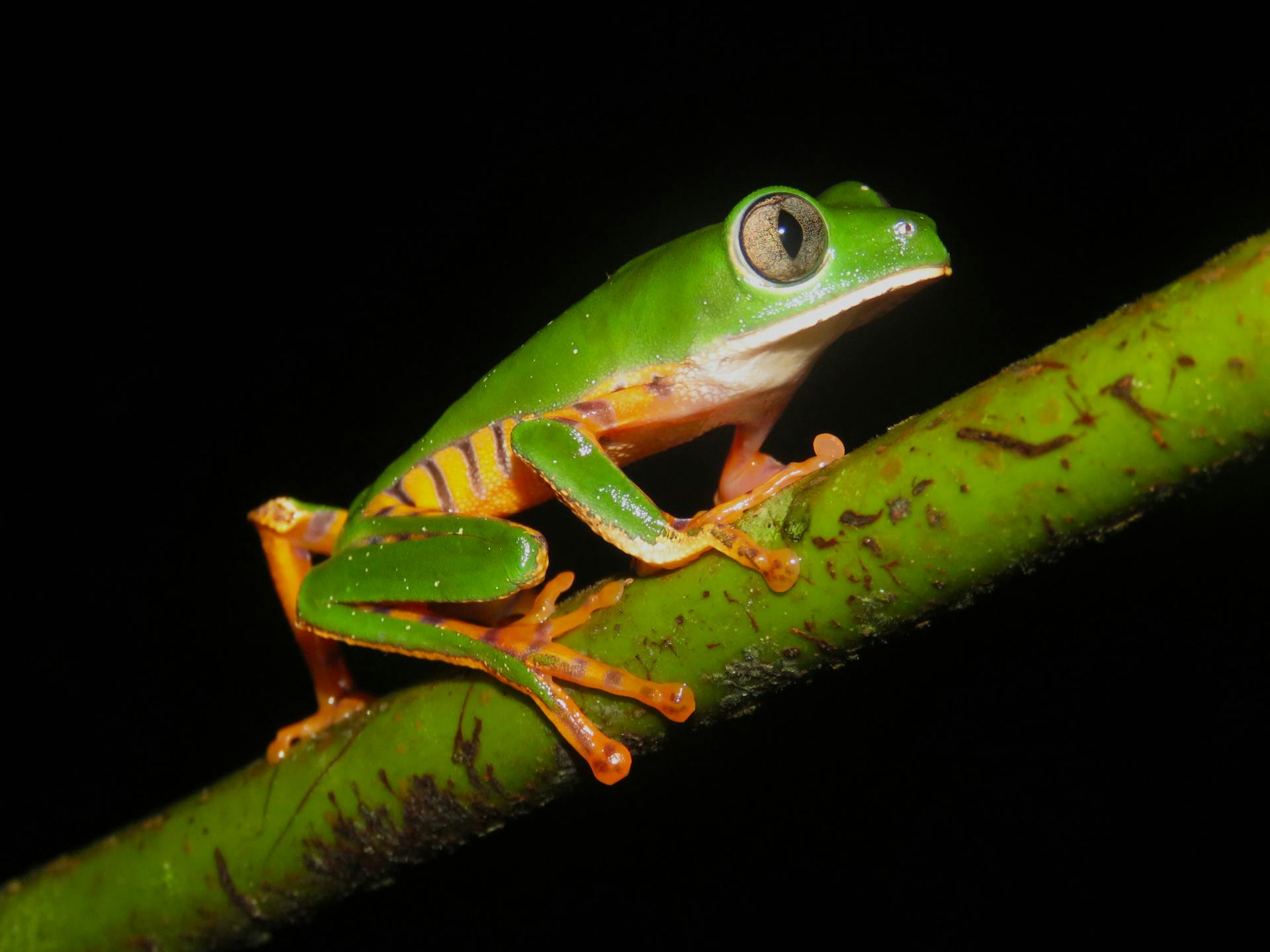 Vibrant green tree frog perched on a branch in the Amazon rainforest.