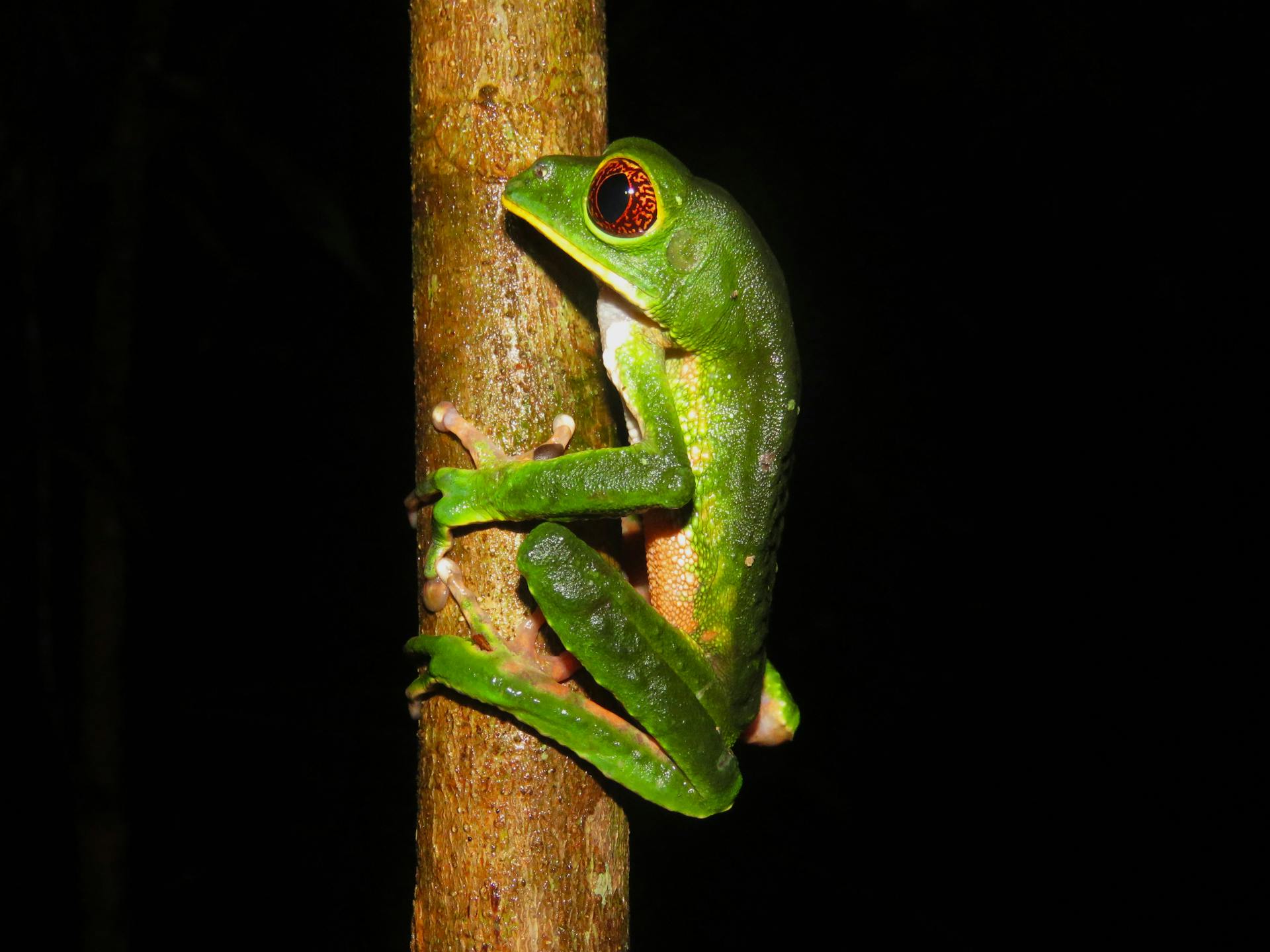 Close-up of a colorful red-eyed tree frog on a tree trunk in the Amazon rainforest.