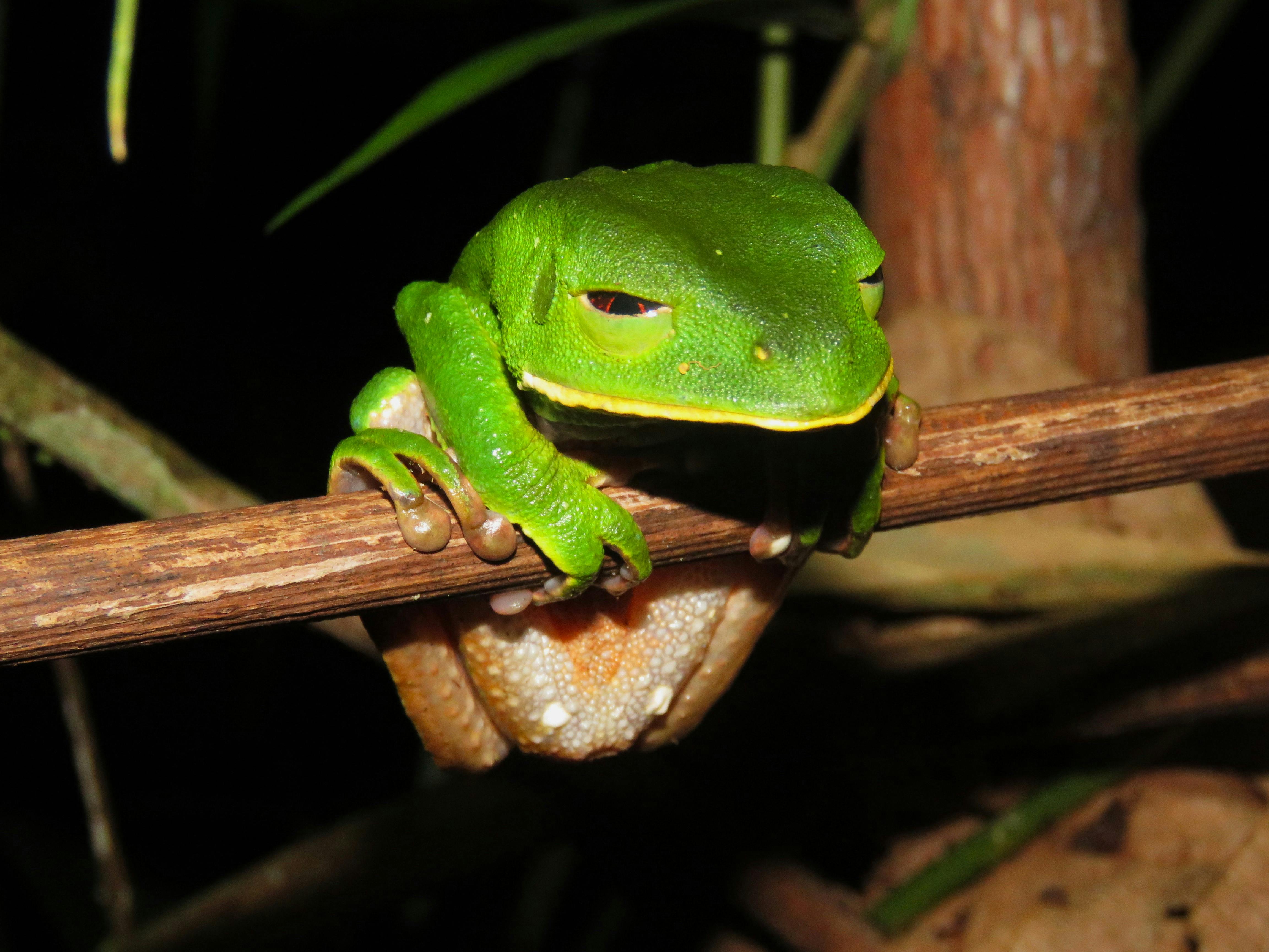 amazon tree frog resting on branch at night