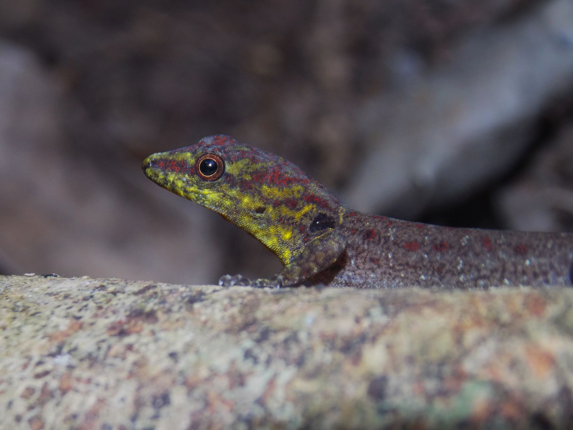 Close-up of a vibrant lizard in Brazil's Atlantic Forest showcasing vivid colors and patterns.
