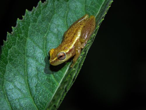 Free Close-up of a golden frog resting on a leaf in the vibrant Brazilian rainforest. Stock Photo