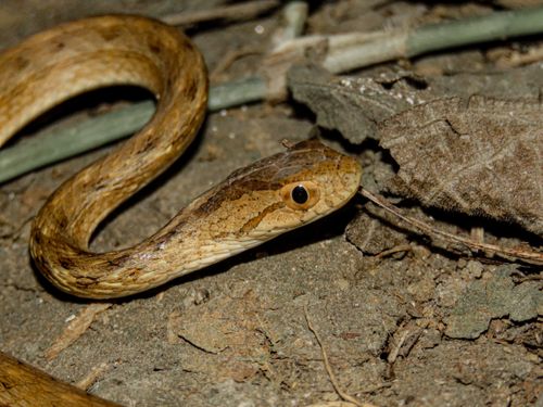 Free Detailed close-up of a brown snake slithering through the forest floor in Brazil. Stock Photo