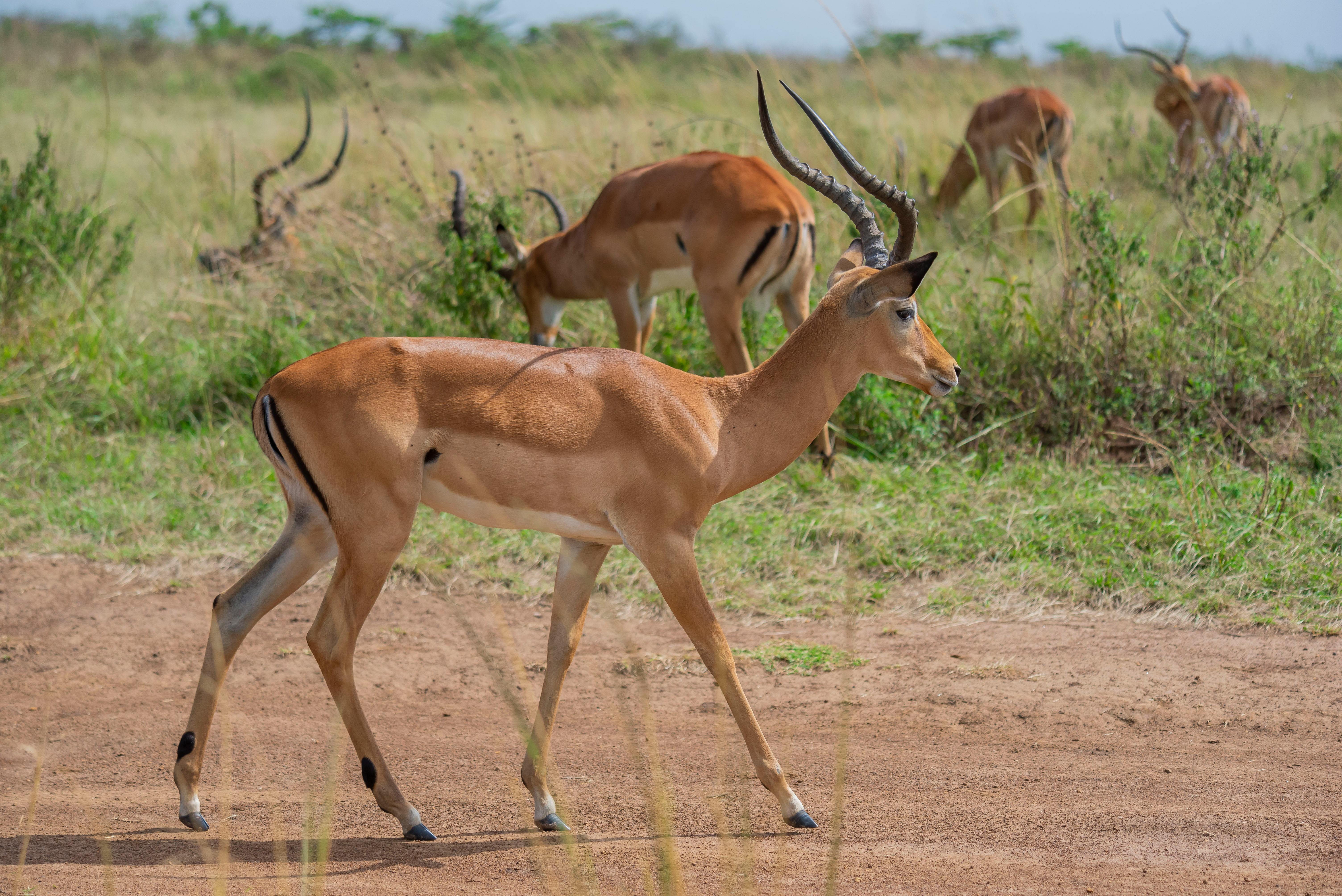 grátis Uma manada de impalas vagando graciosamente pela savana gramada durante o dia. Foto profissional