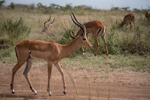 A stunning impala strides gracefully through the savanna, showcasing its elegant antlers.