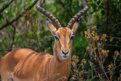 Free Detailed photo of an impala in natural habitat showcasing its unique horns. Stock Photo