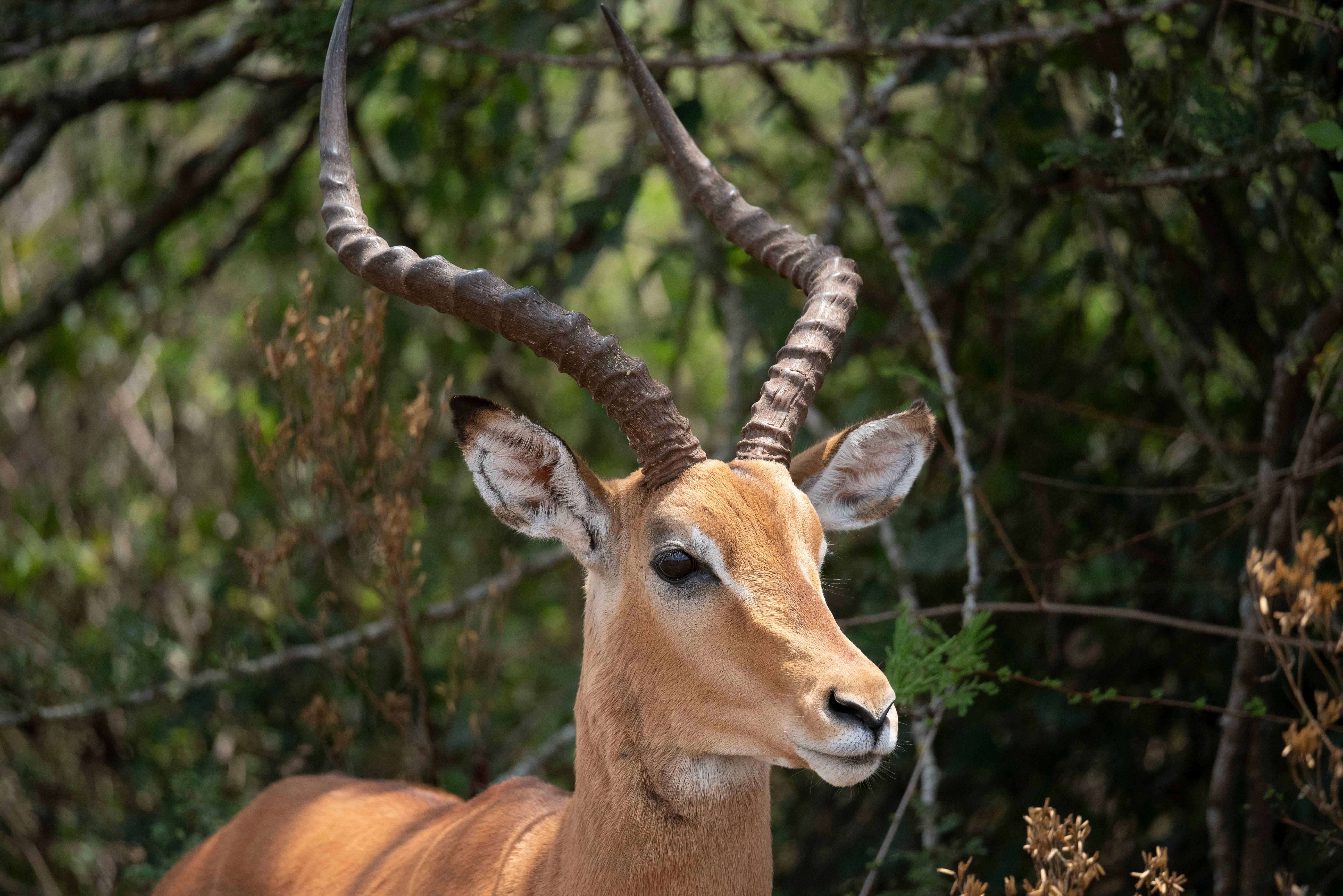 grátis Close de um impala observando em meio à exuberante folhagem verde, exibindo seus chifres majestosos. Foto profissional