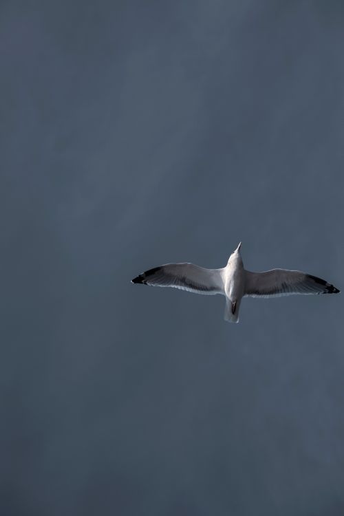 Free A seagull in flight against a minimalistic cloudy sky. Perfect for nature themes. Stock Photo