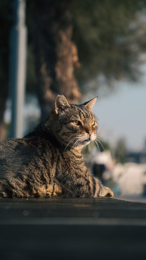 Free A relaxed tabby cat enjoying the sunlight outdoors in İzmir, Türkiye. Stock Photo
