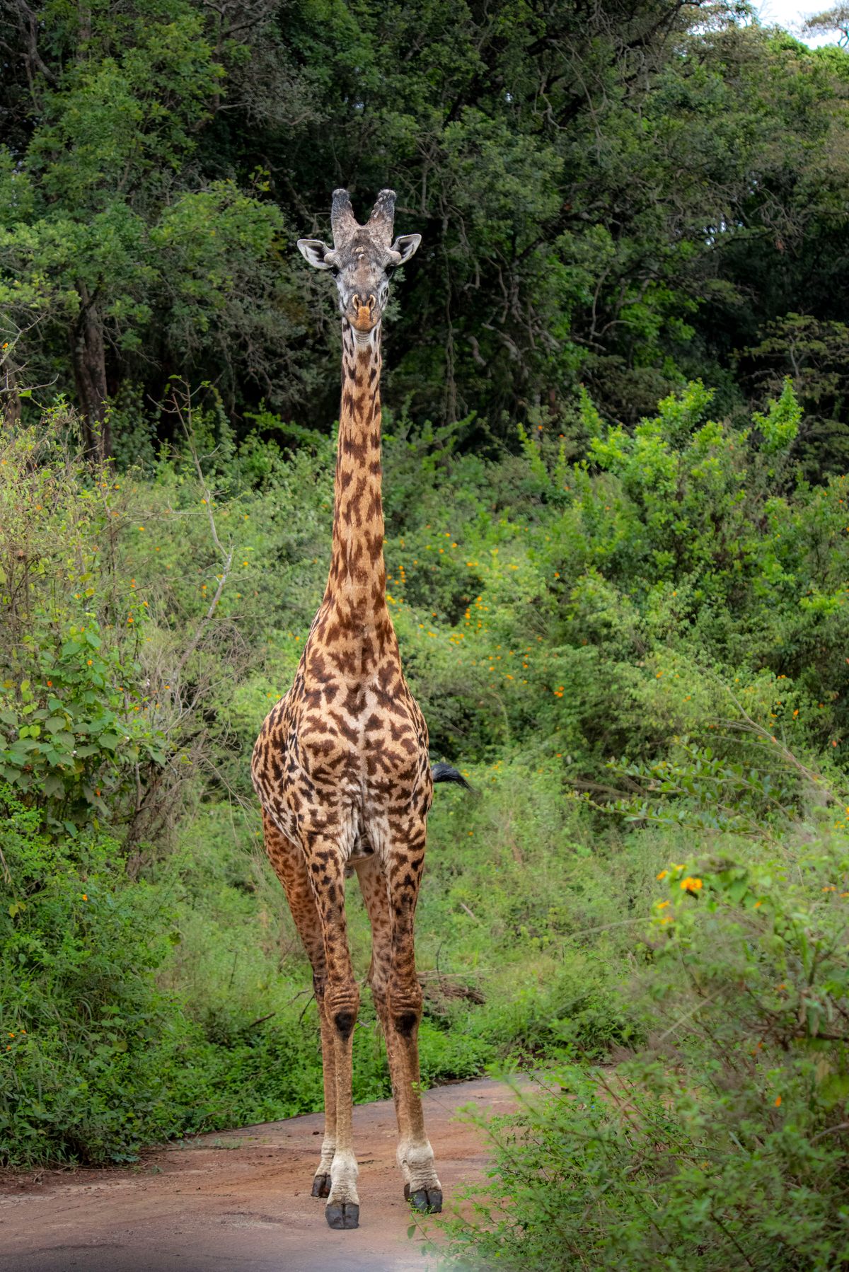 Giraffe standing among vegetation in Nairobi National Park