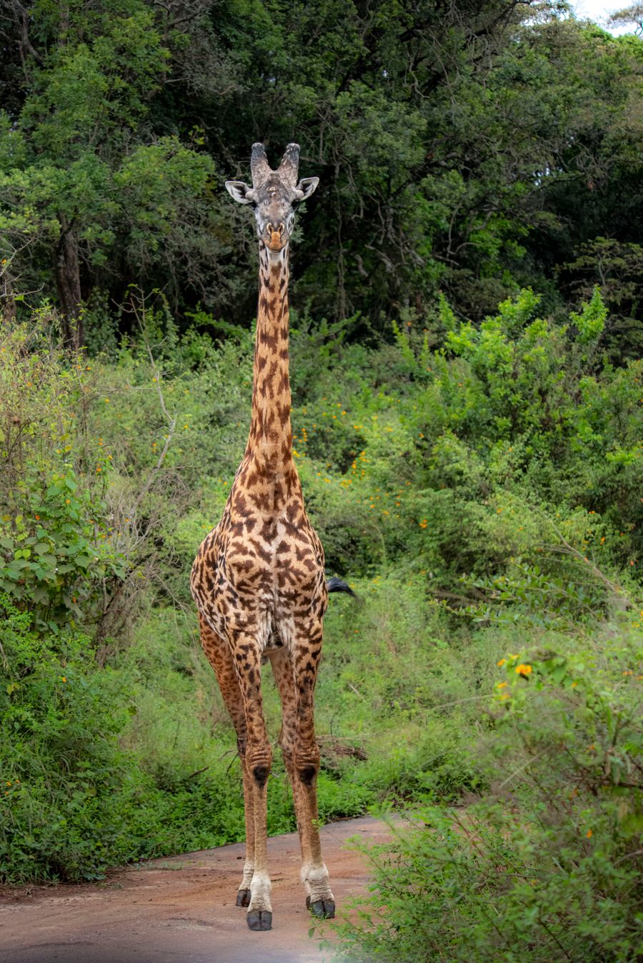 Giraffe in Nairobi National Park