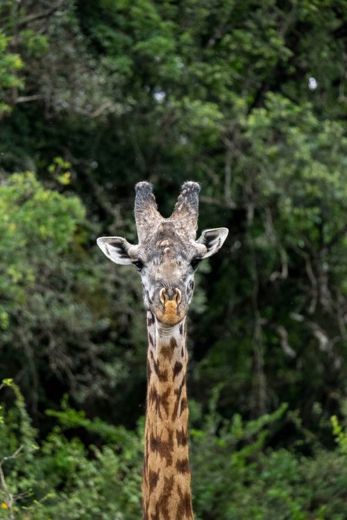 Free Close-up of a giraffe in Nairobi, Kenya's rich greenery. Stock Photo