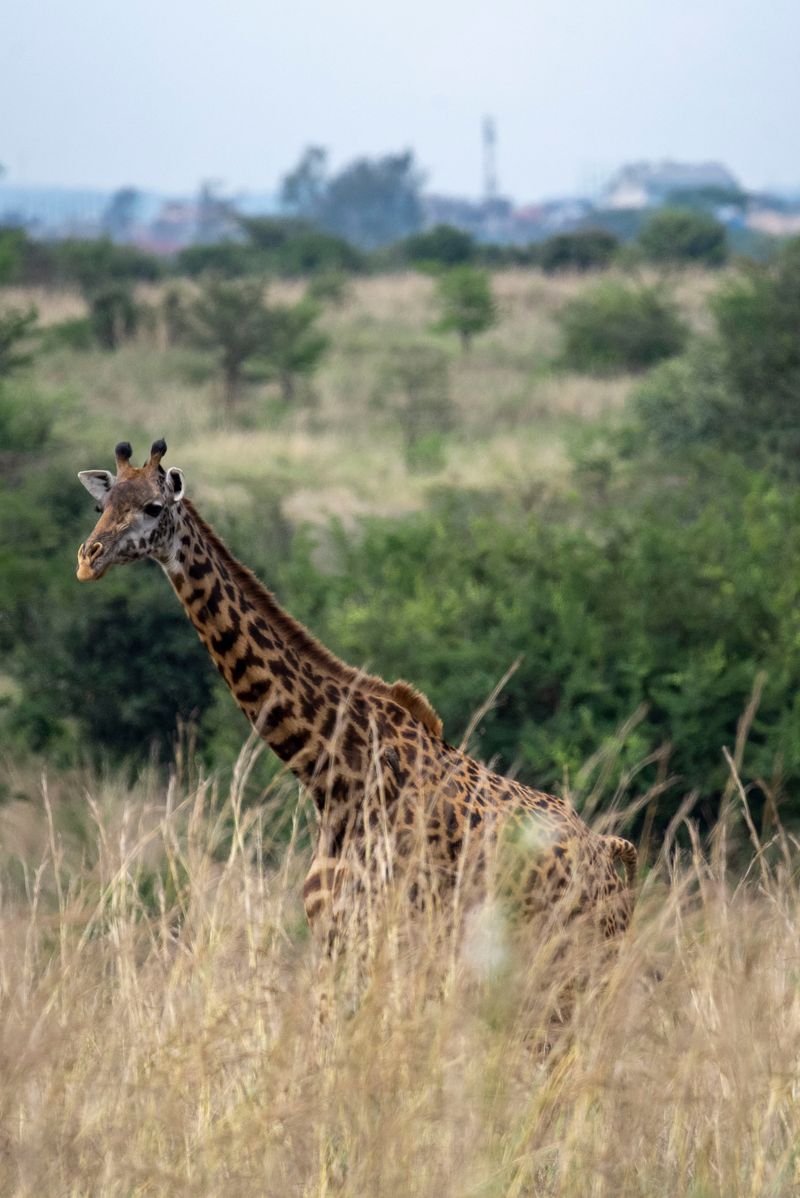 Giraffe in Nairobi National Park near the Giraffe Centre, Kenya