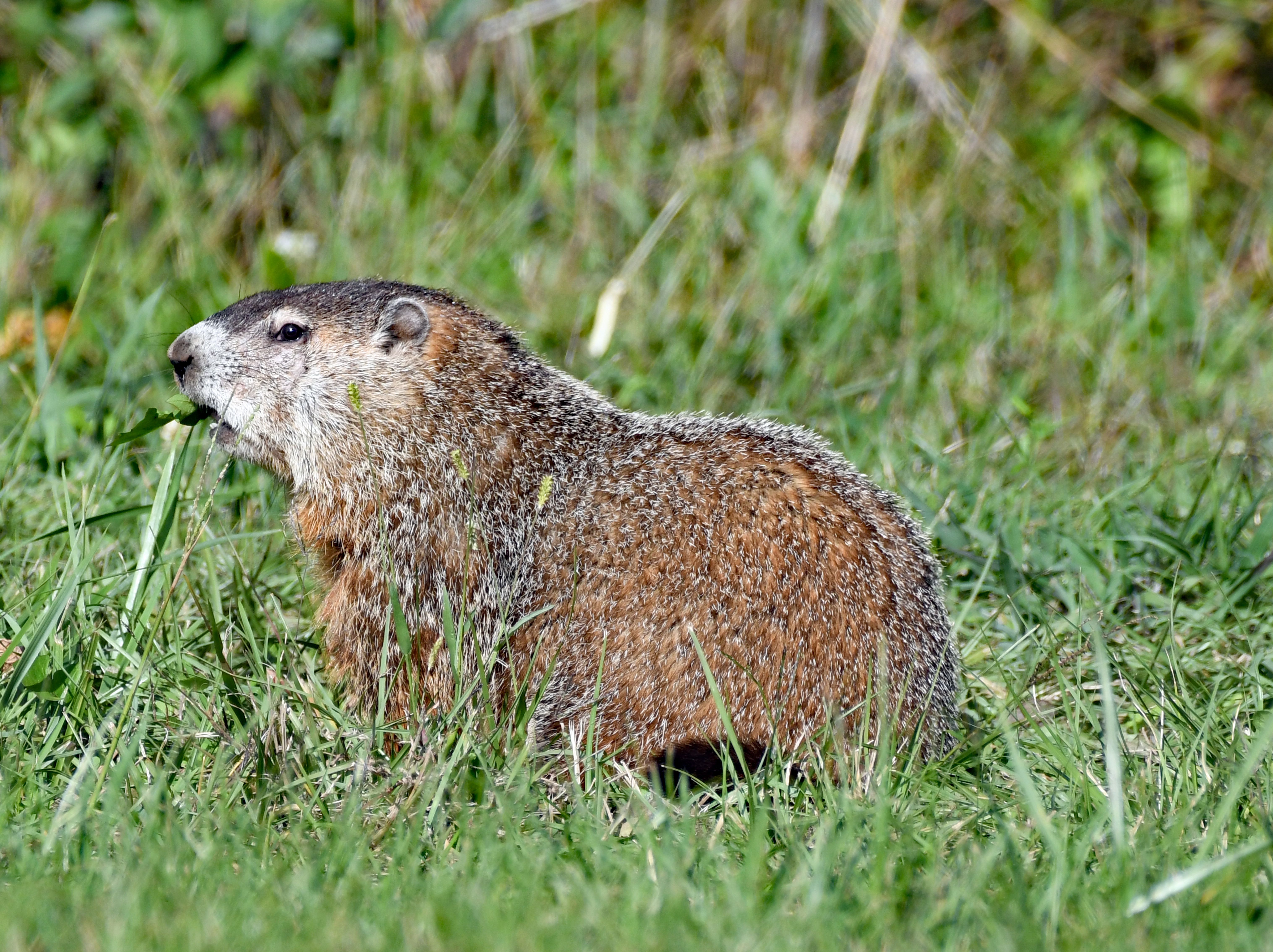 Close-up of a Groundhog in Natural Habitat · Free Stock Photo