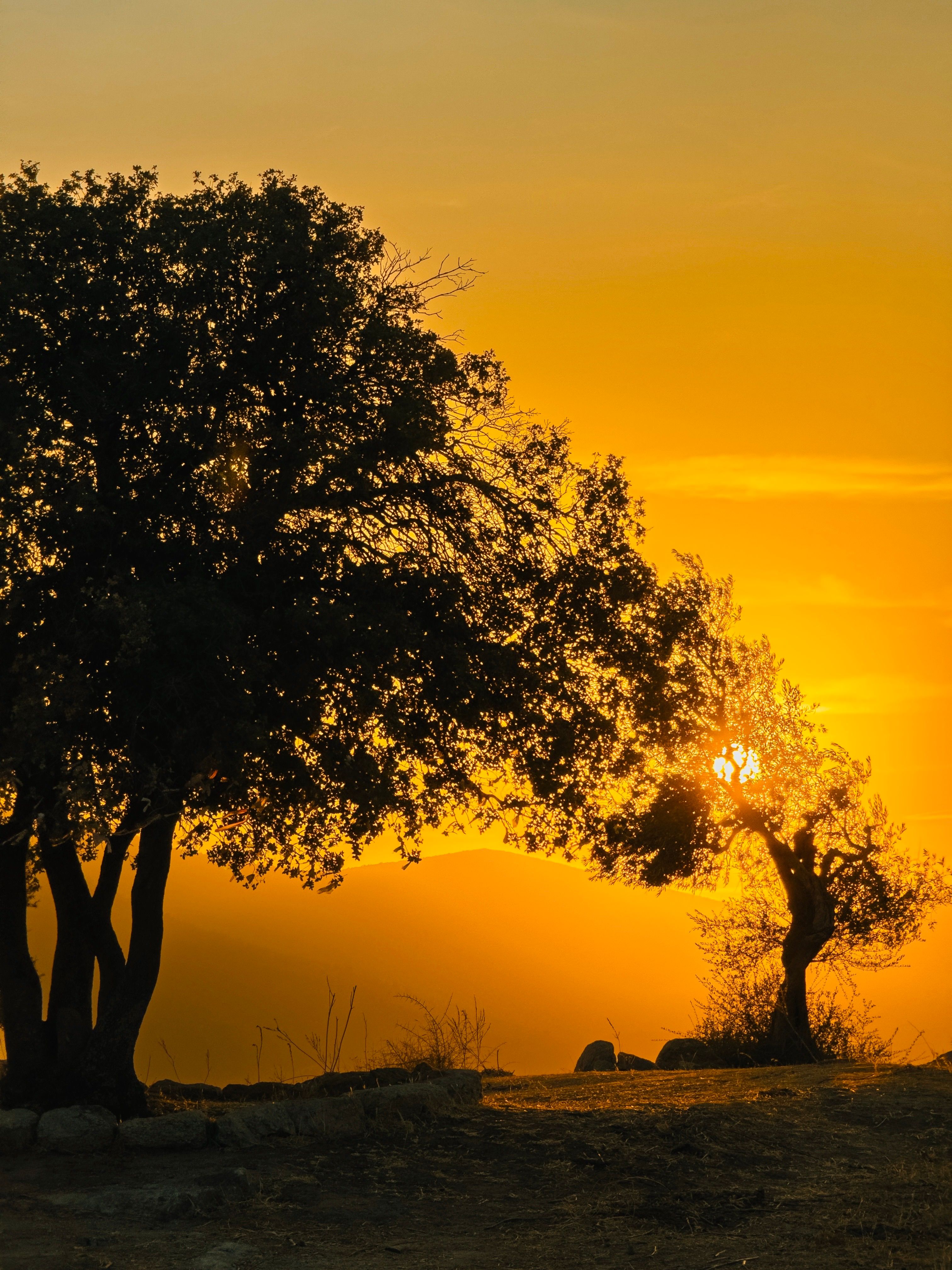 Gratuit La lumière du coucher de soleil traverse les arbres, projetant des silhouettes et une chaude lueur dorée. Photos