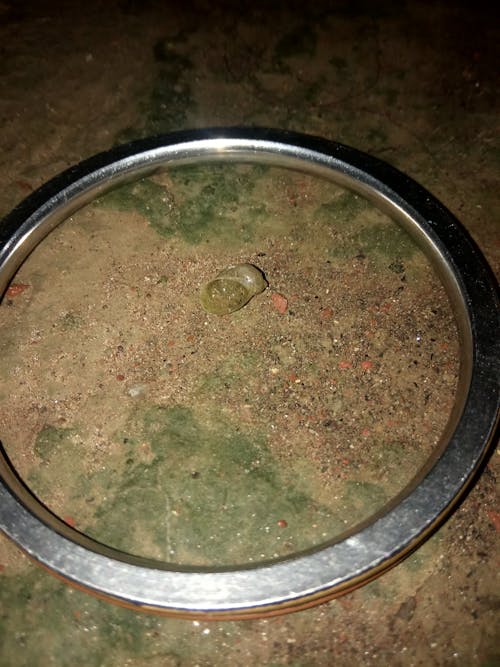 Organic Farming Tradition