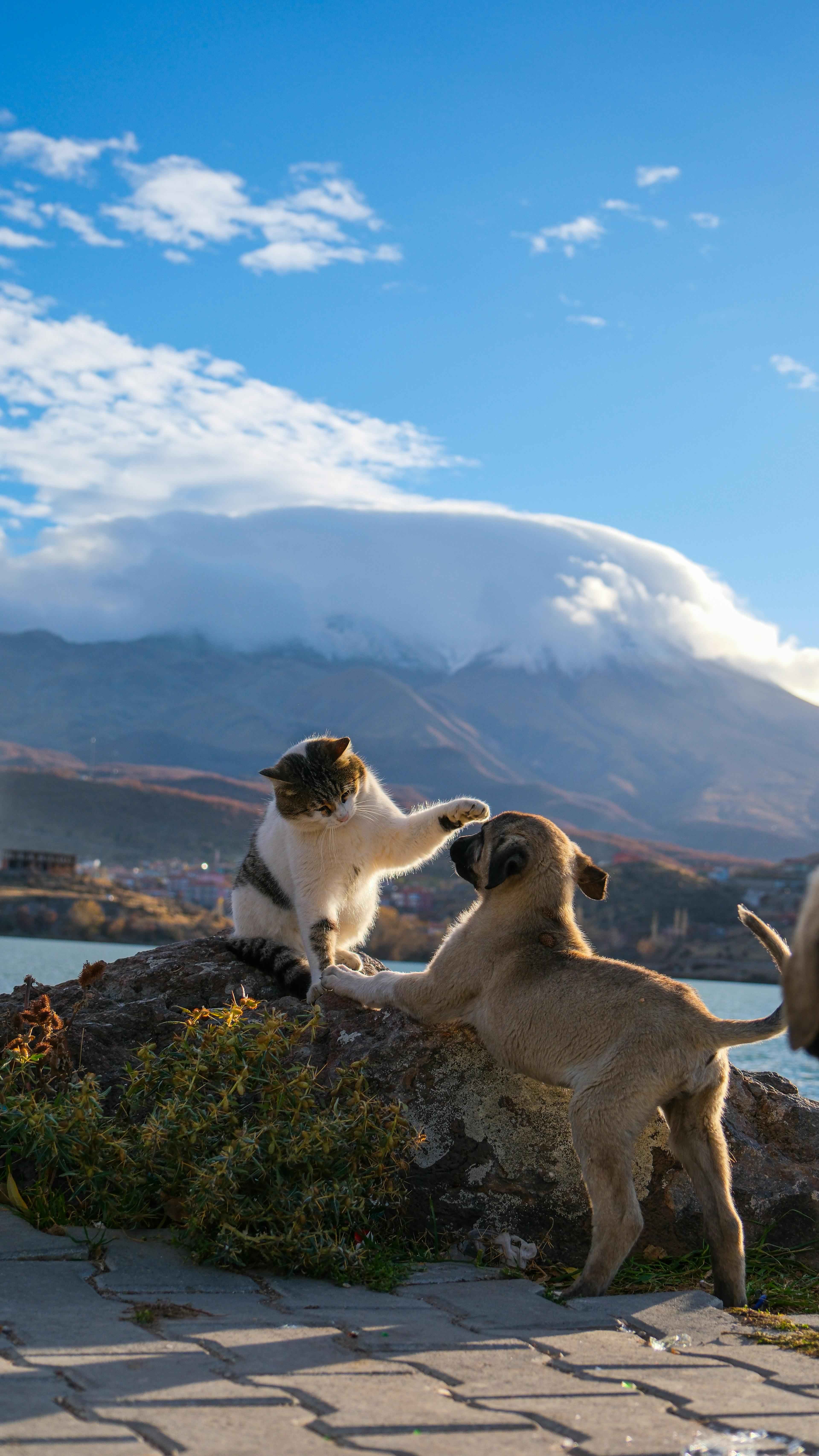 A cat and puppy playing on a rock with a mountain backdrop on a sunny day.