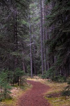 A tranquil forest path lined with tall evergreen trees in Banff, Alberta, Canada.