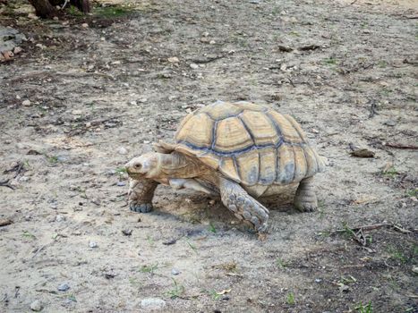 Close-up of African spurred tortoise on sandy ground in natural habitat.