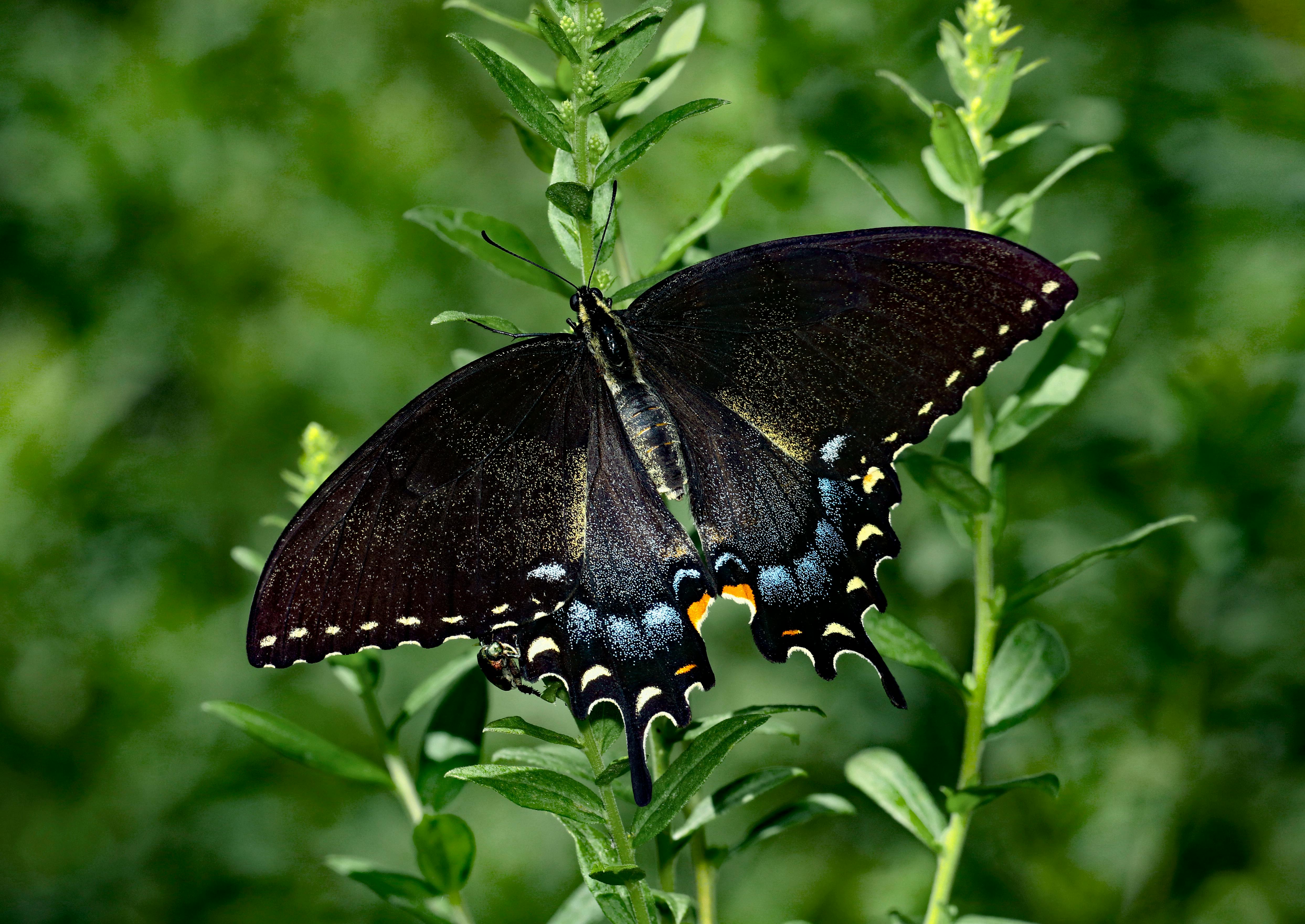 Feromonas Agrícolas: Química, Monitoreo y Control