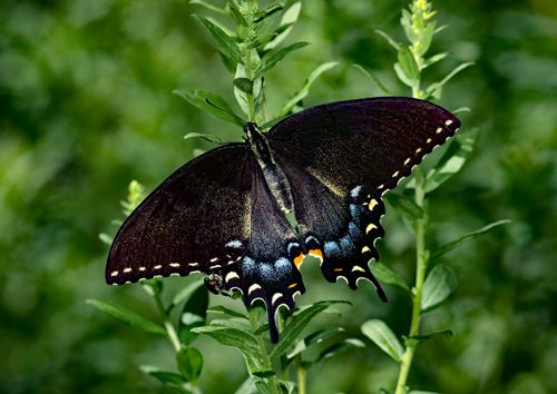 Free Close-up of a Black Swallowtail butterfly perched on lush green foliage in daylight. Stock Photo